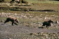 Grizzly Cubs Playing, Khutzeymateen Grizzly Bear Sanctuary, British Columbia, Canada CM11-49