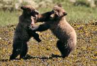 Grizzly Cubs Playing, Khutzeymateen Grizzly Bear Sanctuary, British Columbia, Canada CM11-48