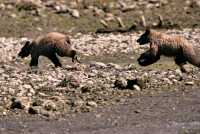 Grizzly Cubs Playing, Khutzeymateen Grizzly Bear Sanctuary, British Columbia, Canada CM11-46