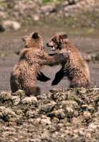 Grizzly Cubs Playing, Khutzeymateen Grizzly Bear Sanctuary, British Columbia, Canada CM11-45