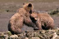 Grizzly Cubs Playing, Khutzeymateen Grizzly Bear Sanctuary, British Columbia, Canada CM11-44