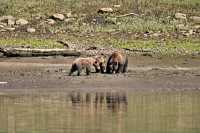 Grizzly Family, Khutzeymateen Grizzly Bear Sanctuary, British Columbia, Canada CM11-42