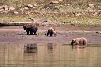 Grizzly Family, Khutzeymateen Grizzly Bear Sanctuary, British Columbia, Canada CM11-41