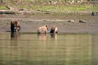 Grizzly Family, Khutzeymateen Grizzly Bear Sanctuary, British Columbia, Canada CM11-40