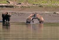 Grizzly Family, Khutzeymateen Grizzly Bear Sanctuary, British Columbia, Canada CM11-39