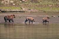 Grizzly Family, Khutzeymateen Grizzly Bear Sanctuary, British Columbia, Canada CM11-37