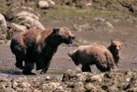 Grizzly Family, Khutzeymateen Grizzly Bear Sanctuary, British Columbia, Canada CM11-36