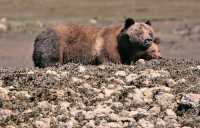 Female Grizzly Bear and Cub, Khutzeymateen Grizzly Bear Sanctuary, British Columbia, Canada CM11-35