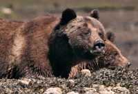 Female Grizzly Bear and Cub, Khutzeymateen Grizzly Bear Sanctuary, British Columbia, Canada CM11-34