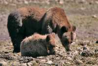 Female Grizzly Bear and Cub, Khutzeymateen Grizzly Bear Sanctuary, British Columbia, Canada CM11-33