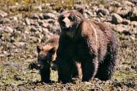 Female Grizzly Bear and Cub, Khutzeymateen Grizzly Bear Sanctuary, British Columbia, Canada CM11-32