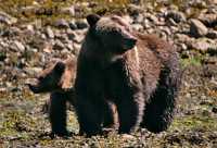 Female Grizzly Bear and Cub, Khutzeymateen Grizzly Bear Sanctuary, British Columbia, Canada CM11-31