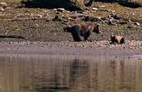Female Grizzly Bear and Cub, Khutzeymateen Grizzly Bear Sanctuary, British Columbia, Canada CM11-30