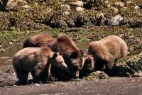 Grizzly Family, Khutzeymateen Grizzly Bear Sanctuary, British Columbia, Canada CM11-29