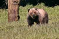 Male Grizzly Bear, Khutzeymateen Grizzly Bear Sanctuary, British Columbia, Canada CM11-14