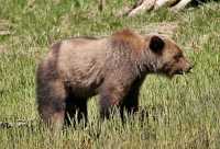 Male Grizzly Bear, Khutzeymateen Grizzly Bear Sanctuary, British Columbia, Canada CM11-13