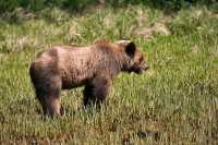 Male Grizzly Bear, Khutzeymateen Grizzly Bear Sanctuary, British Columbia, Canada CM11-12