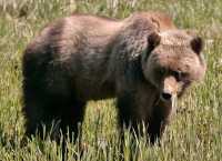 Male Grizzly Bear, Khutzeymateen Grizzly Bear Sanctuary, British Columbia, Canada CM11-10