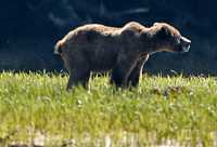 Male Grizzly Bear, Khutzeymateen Grizzly Bear Sanctuary, British Columbia, Canada CM11-01