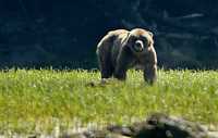 Male Grizzly Bear, Khutzeymateen Grizzly Bear Sanctuary, British Columbia, Canada CM11-02