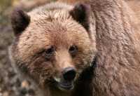 Male Grizzly Bear, Khutzeymateen Grizzly Bear Sanctuary, British Columbia, Canada CM11-08