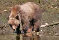 Male Grizzly Bear, Khutzeymateen Grizzly Bear Sanctuary, British Columbia, Canada CM11-15