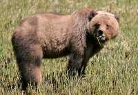 Male Grizzly Bear, Khutzeymateen Grizzly Bear Sanctuary, British Columbia, Canada CM11-07