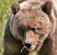 Male Grizzly Bear, Khutzeymateen Grizzly Bear Sanctuary, British Columbia, Canada CM11-06
