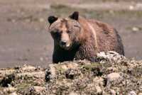 Female Grizzly Bear, Khutzeymateen Grizzly Bear Sanctuary, British Columbia, Canada CM11-24