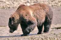 Female Grizzly Bear, Khutzeymateen Grizzly Bear Sanctuary, British Columbia, Canada CM11-23