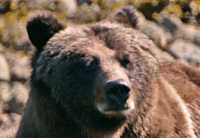Female Grizzly Bear, Khutzeymateen Grizzly Bear Sanctuary, British Columbia, Canada CM11-20