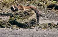 Female Grizzly Bear, Khutzeymateen Grizzly Bear Sanctuary, British Columbia, Canada CM11-19