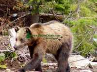Boo at Grouse Mountain Refuge 01