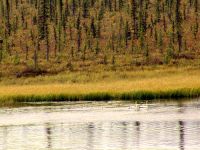 Kluane National Park, Yukon, Canada 07