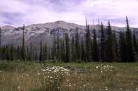 Kootenay National Park, 2011, British Columbia, Canada CM11-008