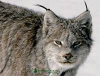 Highlight for Album: Lynx Photos, Northern British Columbia, Canada, Canadian Wildlife Stock Photos
