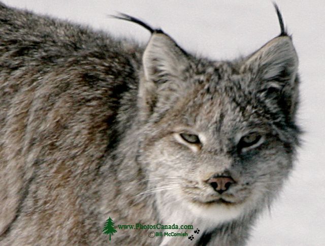 Lynx, Northern British Columbia CM11-03