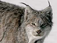 Lynx, Northern British Columbia CM11-03