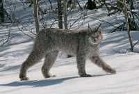 Lynx, Northern British Columbia CM11-05