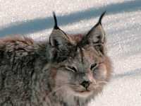 Lynx, Northern British Columbia CM11-07 