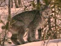 Lynx, Northern British Columbia CM11-08 