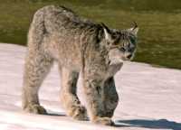 Lynx, Northern British Columbia CM11-09
