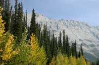 Maligne Lake Road, Jasper National Park, Alberta, Canada CM-12