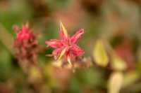 Last Summer Wildflower 2012, Manning Park, British Columbia, Canada CM11-21