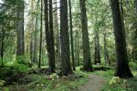 Sumallo Grove, Manning Park, British Columbia, Canada CM11-08