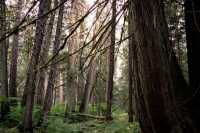 Sumallo Grove, Manning Park, British Columbia, Canada CM11-07