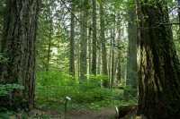 Sumallo Grove, Manning Park, British Columbia, Canada CM11-06
