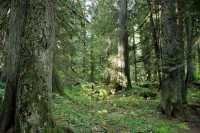 Sumallo Grove, Manning Park, British Columbia, Canada CM11-05 
