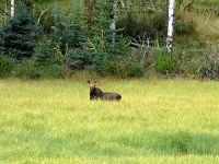 Moose 01