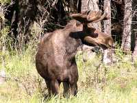 Moose 08